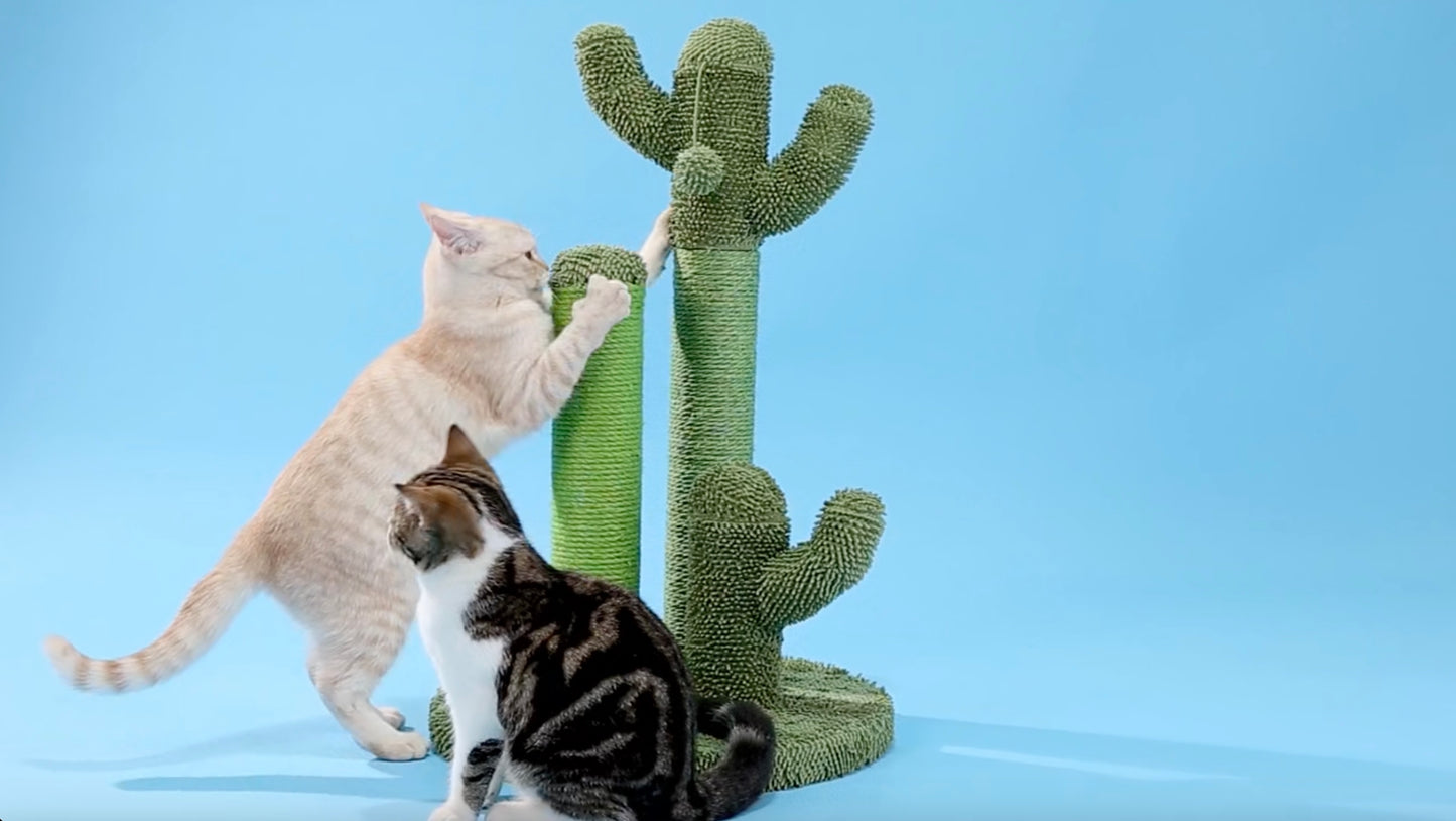 The Cactus Scratcher